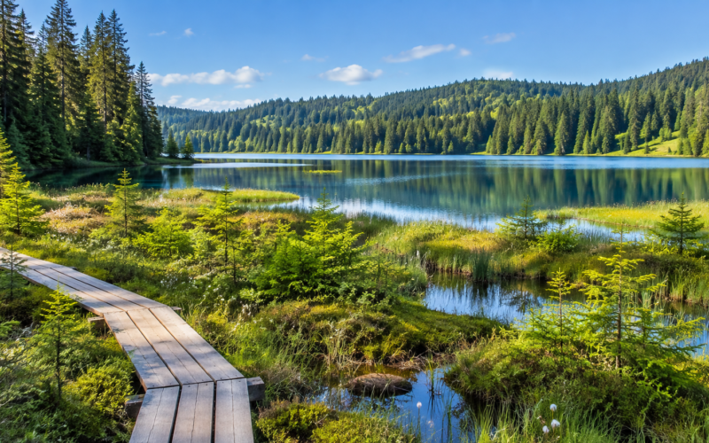 Platelage en bois au bord d’un lac jurassien, entouré d’épicéas près de la Forêt du Risoux.